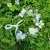 Wieniec kwiatowy - Gårda Iris Flowerband (wielobarwny)