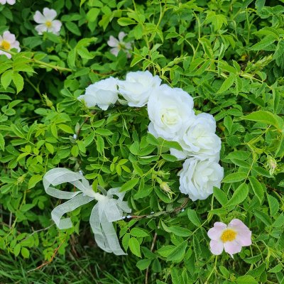 Wieniec kwiatowy - Gårda Rose Flowerband (biały)